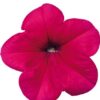 Hạt Giống Hoa Dạ Yến Thảo Đứng CELEBRITY Rose