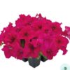 Hạt Giống Hoa Dạ Yến Thảo Đứng SUCCESS 360 Deep Rose