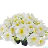 Hạt Giống Hoa Dạ Yến Thảo Đứng SUCCESS 360 Light Yellow