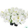 Hạt Giống Hoa Dạ Yến Thảo Đứng SUCCESS 360 White