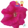 Hạt Giống Hoa Dạ Yến Thảo Đứng Success! HD Hồng