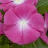 Hạt Giống Hoa Dừa Cạn COBRA Rose Halo