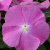 Hạt Giống Hoa Dừa Cạn COBRA Orchid Eye