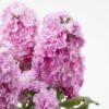 Hạt Giống Hoa Hoàng Anh Mathiola Lùn Pink