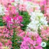Hạt Giống Hoa Hồng Hoa Hồng Ri Mix CLEOME