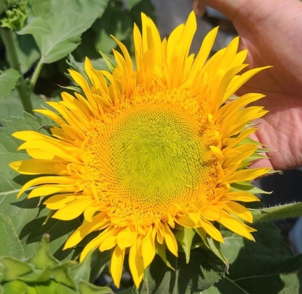 Hạt Giống Hoa Hướng Dương - Starburst (Helianthus annuus) Hạt Giống Hoa Hướng Dương - Starburst (Helianthus annuus)