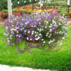 Hạt Giống Hoa Cúc Lobelia Rủ Mix