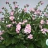 Hạt Giống Hoa Lưu Ly Siêu Lùn Pink