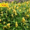 Hạt Giống Hoa Mào Gà Búa Yellow F1