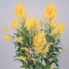 Hạt Giống Hoa Mào Gà Lửa Cắt Cành Yellow