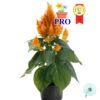 Hạt Giống Hoa Mào Gà Lửa Fresh Look Cam F1Pro