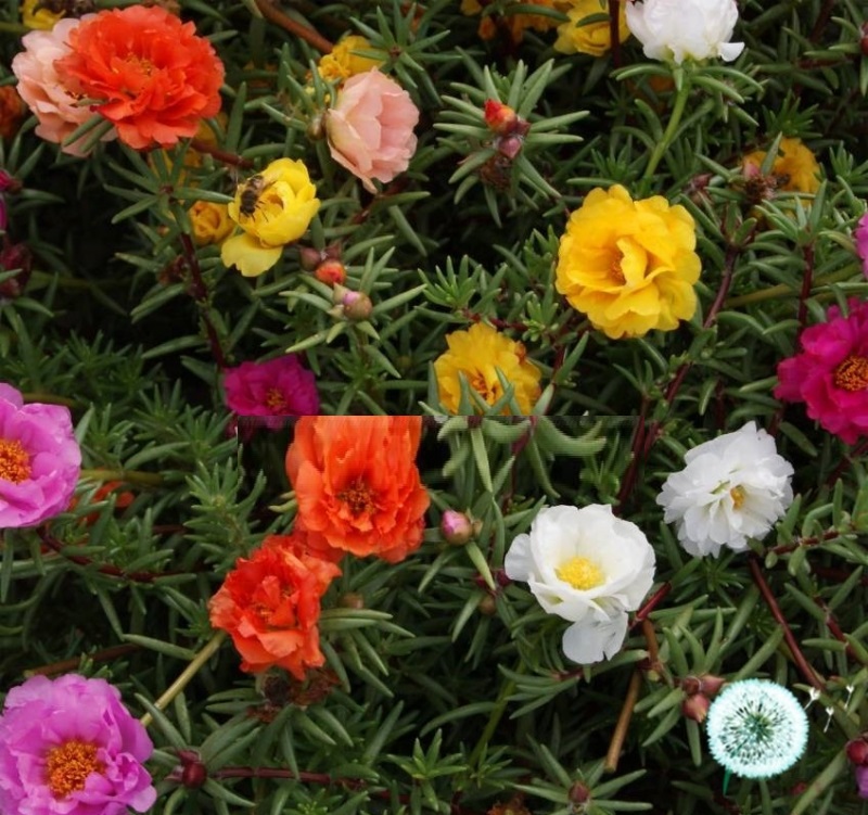 Hạt Giống Hoa Mười Giờ Mỹ Kép - Mix Nhiều Màu (Portulaca) Hạt Giống Hoa Mười Giờ Mỹ Kép - Mix Nhiều Màu (Portulaca)