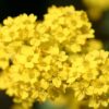 Hạt Giống HOA NGÀN SAO - RỔ VÀNG (Aurinia saxatilis Compacta)