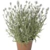 Hạt Giống Hoa Oải Hương Lavender White