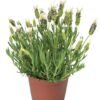 Hạt Giống Hoa Oải Hương Spanish White