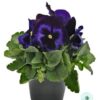 Hạt Giống Hoa Pansy 7CM INSPIRE PLUS Blue Velvet