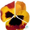 Hạt Giống Hoa Pansy 7CM INSPIRE PLUS Fire Surprise NEW