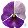 Hạt Giống Hoa Pansy 7CM INSPIRE PLUS Lavender Blotch Shades NEW