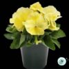 Hạt Giống Hoa Pansy 7CM INSPIRE PLUS Lemon