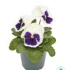 Hạt Giống Hoa Pansy 7CM INSPIRE PLUS White Blotch