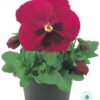 Hạt Giống Hoa Pansy Bong7cm INSPIRE Carmine Blotch