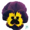 Hạt Giống Hoa Pansy Bong7cm JOKER Violet & Gold