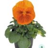 Hạt Giống Hoa Pansy Mặt Mèo Orange