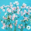 Hạt Giống Hoa Phi Yến Cắt Cành Happy Pink