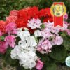 Hạt Giống Hoa Phong Lữ F1 Pro Siêu Nhanh Mix
