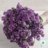Hạt Giống Hoa Salem Cắt Cành Purple