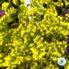 Hạt Giống Hoa Salem Cắt Cành Yellow
