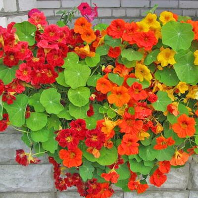 Hạt Giống Sen Cạn Rủ - Mix Nhiều Màu (Tropaeolum majus) - 1kg - hạt nhập khẩu