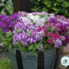 Hạt Giống Hoa Thanh Trúc Phlox F1 Mix