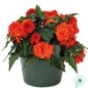 Hạt Giống Hoa Thu Hải Đường Kép Rủ NONSTOP JOY Orange