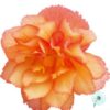 Hạt Giống Hoa Thu Hải Đường Kép Rủ Golden Picotee