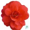 Hạt Giống Hoa Thu Hải Đường Kép Rủ Rose