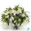 Hạt Giống Hoa Thu Hải Đường Rủ GROOVY White