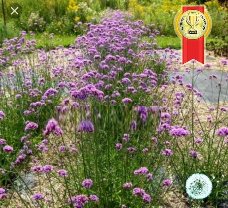 Hạt Giống Hoa Vân Anh - Cỏ Roi Ngựa PurpleTop nhập khẩu -1kg Hạt Giống Hoa Vân Anh - Cỏ Roi Ngựa PurpleTop nhập khẩu -1kg