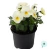 Hạt Giống Hoa Viola ADMIRE Cream