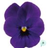 Hạt Giống Hoa Viola ADMIRE Deep Blue