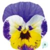 Hạt Giống Hoa Viola ADMIRE Jolly Face