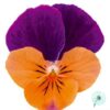 Hạt Giống Hoa Viola ADMIRE Orange Purple Wing
