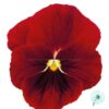 Hạt Giống Hoa Viola ADMIRE Red Blotch