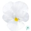 Hạt Giống Hoa Viola ADMIRE White