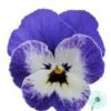 Hạt Giống Hoa Viola Blue