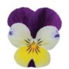 Hạt Giống Hoa Viola Lemon JumpUp
