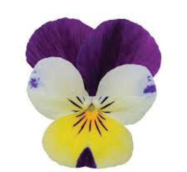 Hạt Giống Hoa Viola Lemon JumpUp Hạt Giống Hoa Viola Lemon JumpUp