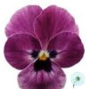 Hạt Giống Hoa Viola Raspberry