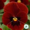 Hạt Giống Hoa Viola Red Blotch