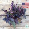 Hạt Giống Húng Tây Basil Đen - Rubin (Ocimum basilicum)